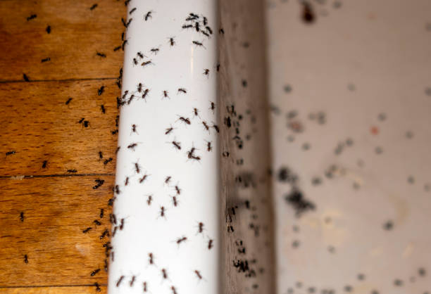 Best Insect Control  in Port Allen, LA
